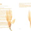 KAIROS - Luxuriant Time Peptide Magnolia Gold Dew - Image 2